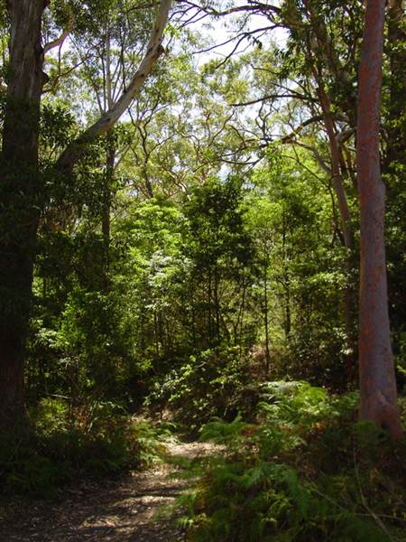 Lane Cove National Park (6/03/2013 12:12:11 PM)