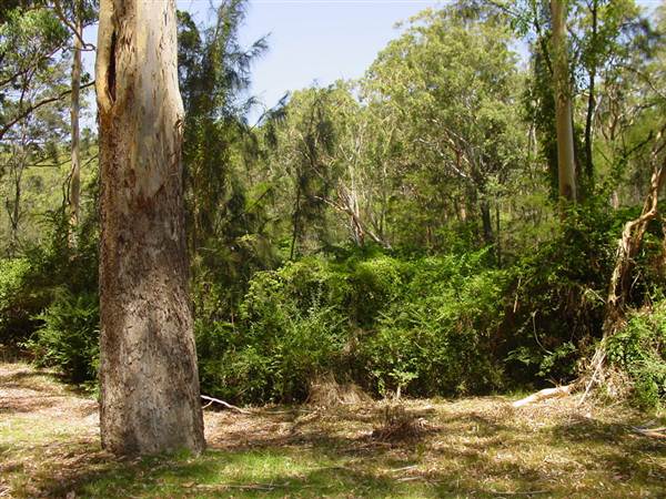 Lane Cove National Park (6/03/2013 12:13:19 PM)