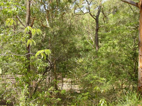 Lane Cove National Park (6/03/2013 12:13:53 PM)