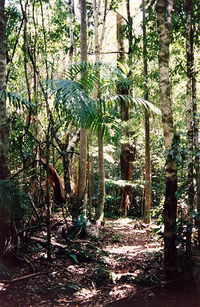 Tallowwood Forest Park - Myall River State Forest (6/03/2013 4:48:02 PM)