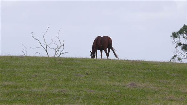 Lomar Park Stud (7/03/2013 10:02:53 AM)