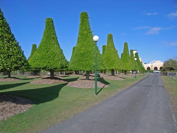 Tea Tree Estate (7/03/2013 12:11:27 PM)