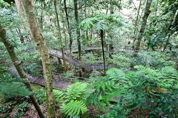 Minnamurra Falls (7/03/2013 11:42:23 PM)
