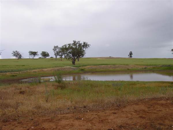 Paddys Creek Rd, Dubbo (8/03/2013 12:21:01 PM)