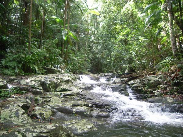 Terania Creek picnic area & Protesters Falls walking track (9/03/2013 1:39:35 AM)
