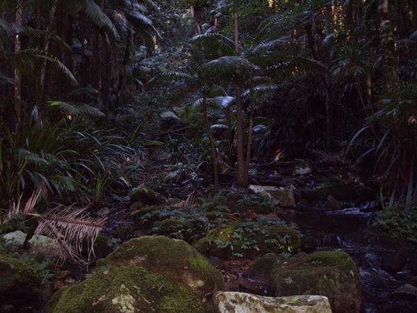 Terania Creek picnic area & Protesters Falls walking track (9/03/2013 1:41:02 AM)