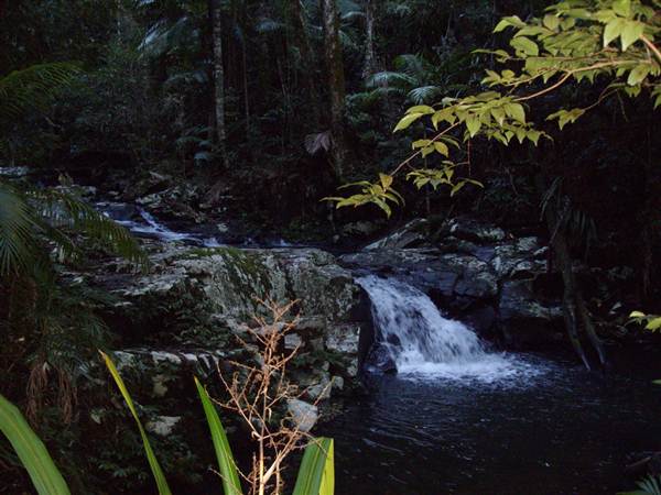 Terania Creek picnic area & Protesters Falls walking track (9/03/2013 1:41:16 AM)