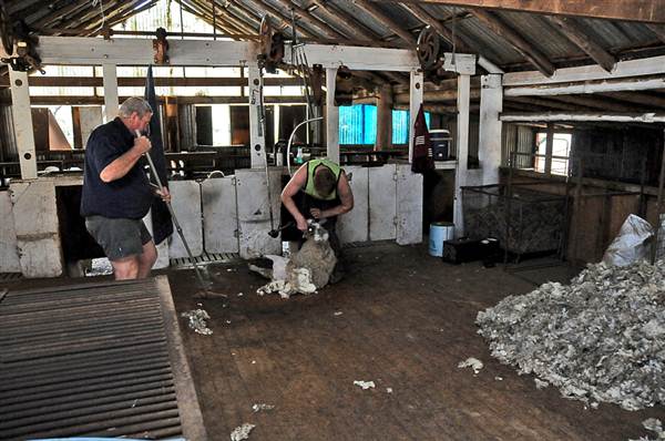 Sheep Station (9/03/2013 3:02:58 AM)