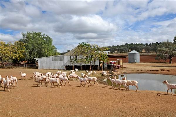 Sheep Station (9/03/2013 3:03:31 AM)