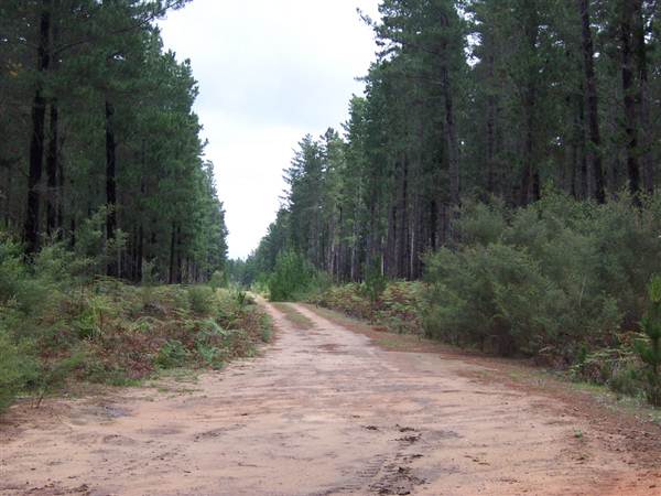 Penrose State Forest - Southern Highlands (9/03/2013 8:04:09 PM)
