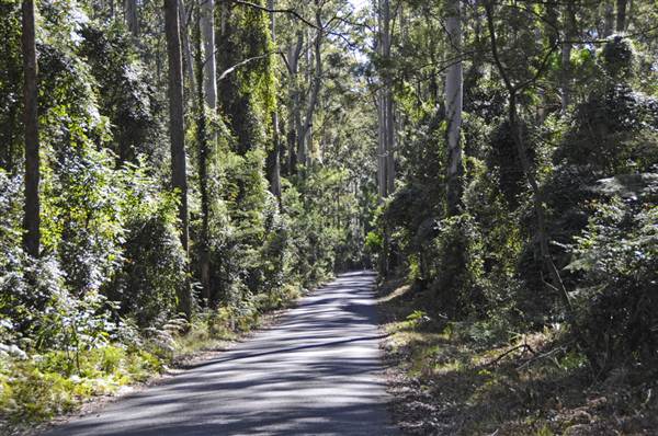Pebbly Beach Road - Murramarang National Park (9/03/2013 8:04:36 PM)
