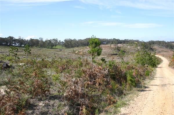 Penrose State Forest - Southern Highlands (9/03/2013 8:05:06 PM)