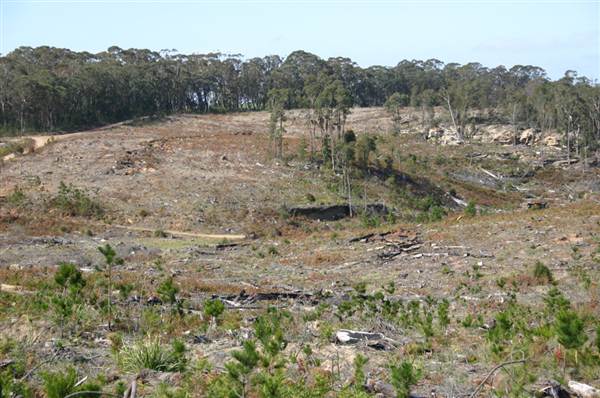 Penrose State Forest - Southern Highlands (9/03/2013 8:05:23 PM)