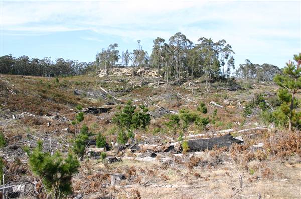 Penrose State Forest - Southern Highlands (9/03/2013 8:05:58 PM)