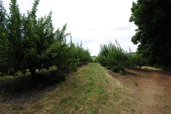Wilgro Orchard (10/03/2013 12:44:35 PM)