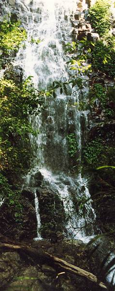 Tristania Falls - Dorrigo National Park (11/03/2013 2:53:31 PM)