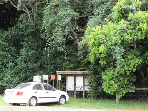 Booyong Flora Reserve (11/04/2013)