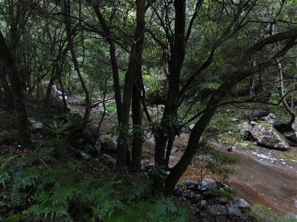 Minnamurra Rainforest Walk (28/02/2011 - Credits: Tony Brown/SISE)