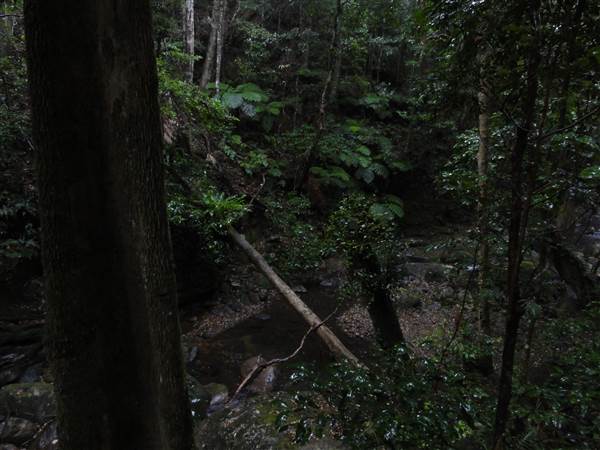 Minnamurra Rainforest Walk (28/02/2011 - Credits: Tony Brown/SISE)