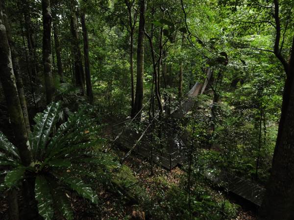Minnamurra Rainforest Walk (28/02/2011 - Credits: Tony Brown/SISE)
