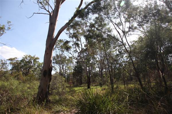 Georges River Nature Reserve (17/07/2013)