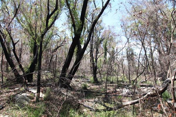 Ted Horwood Reserve (17/07/2013)
