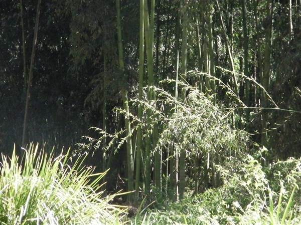 Private Properties - Bamboo, Jungle, Exotic, Forest (26/11/2013)