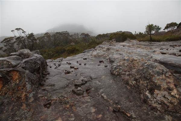 Mt Banks (28/11/2013)