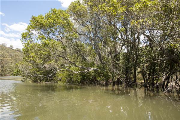 Georges River (5/12/2013)