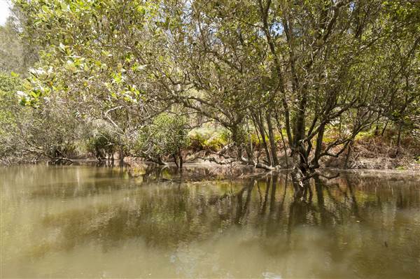 Georges River (5/12/2013)