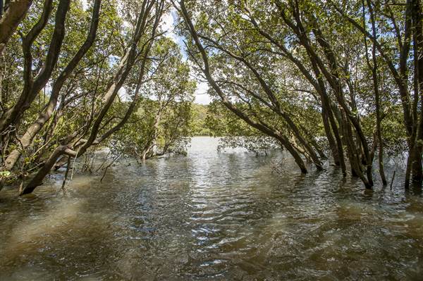 Georges River (5/12/2013)