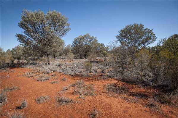 Bourke (11/12/2013)