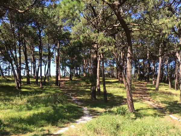 Centennial Park (26/06/2014)