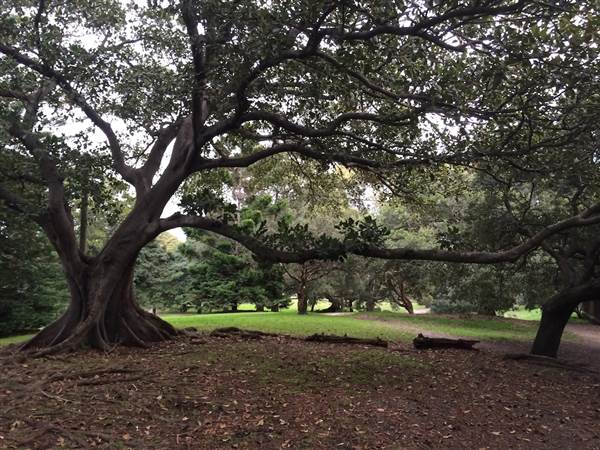 Centennial Park (26/06/2014)
