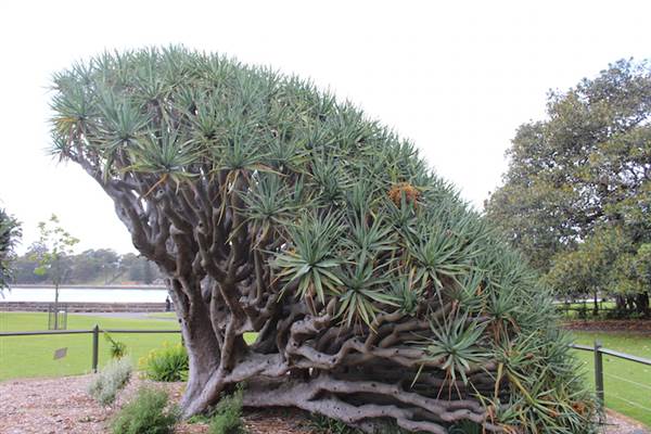 Maiden Theatre - Royal Botanic Garden Sydney (24/10/2014)