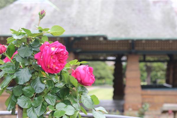 Rose Garden & Pavilion - Royal Botanic Garden Sydney (24/10/2014)