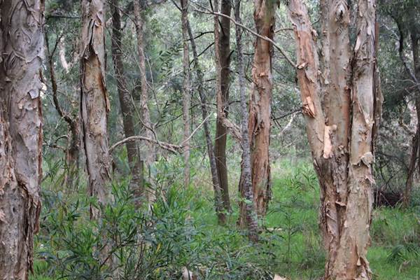 Centennial Park - Ash Paddock (24/10/2014)