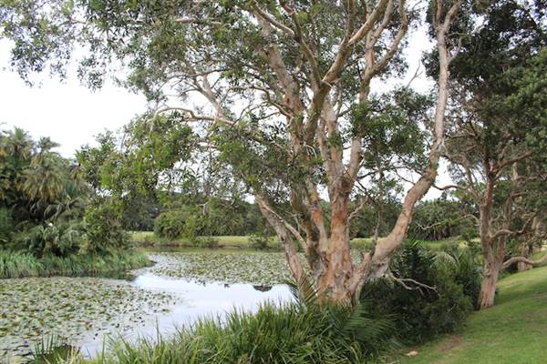 Centennial Park - Church Grounds (24/10/2014)