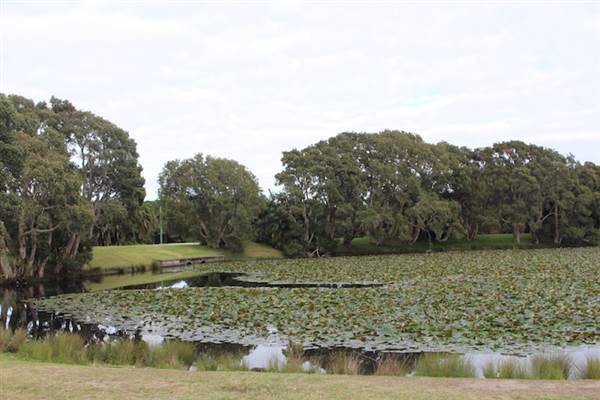 Centennial Park - Lachlan Reserve (24/10/2014)