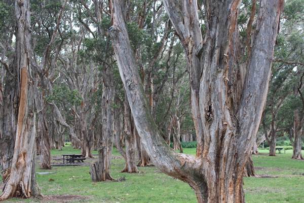 Centennial Park - Lachlan Reserve (24/10/2014)