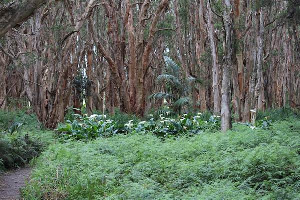 Centennial Park - Lachlan Swamp (24/10/2014)