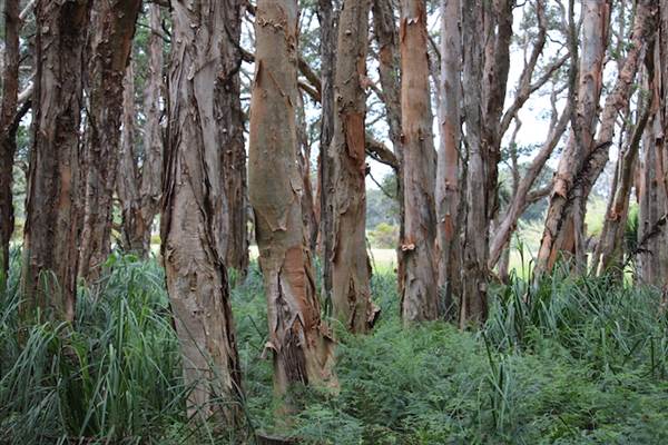 Centennial Park - Lachlan Swamp (24/10/2014)