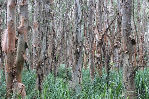 Centennial Park - Lachlan Swamp (24/10/2014)