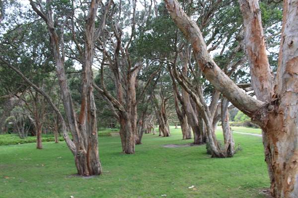 Centennial Park - Lachlan Swamp (24/10/2014)