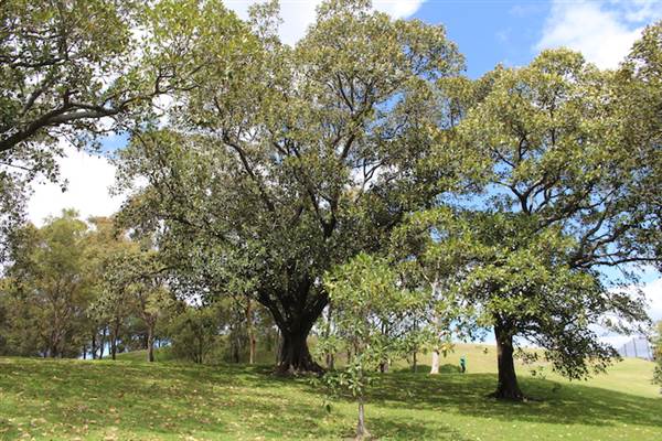 Centennial Park - Mount Steel (24/10/2014)