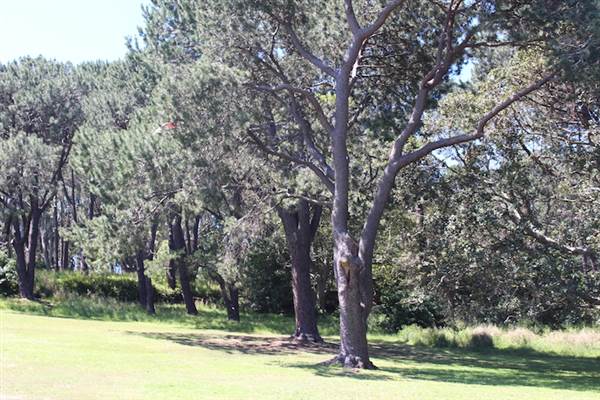 Centennial Park - Parade Grounds (24/10/2014)