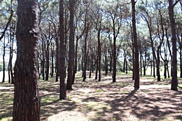 Centennial Park - Pine Grove (24/10/2014)