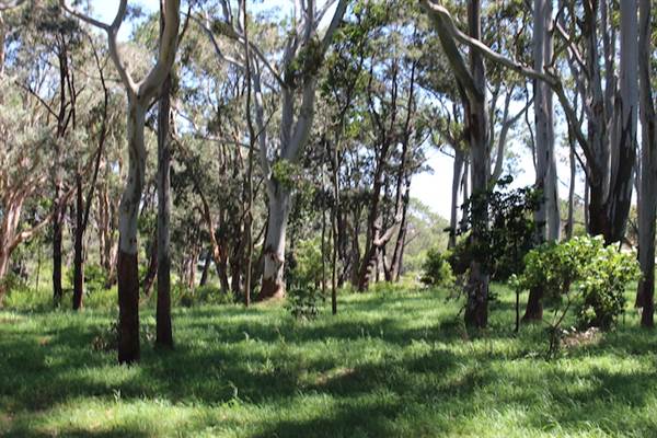 Centennial Park - Sandstone Ridge (24/10/2014)