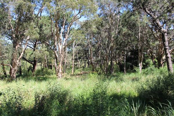 Centennial Park - Sandstone Ridge (24/10/2014)