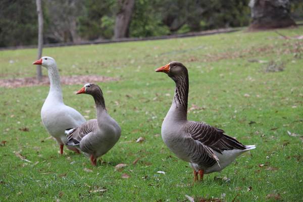 Centennial Park - Frog Hollow (24/10/2014)